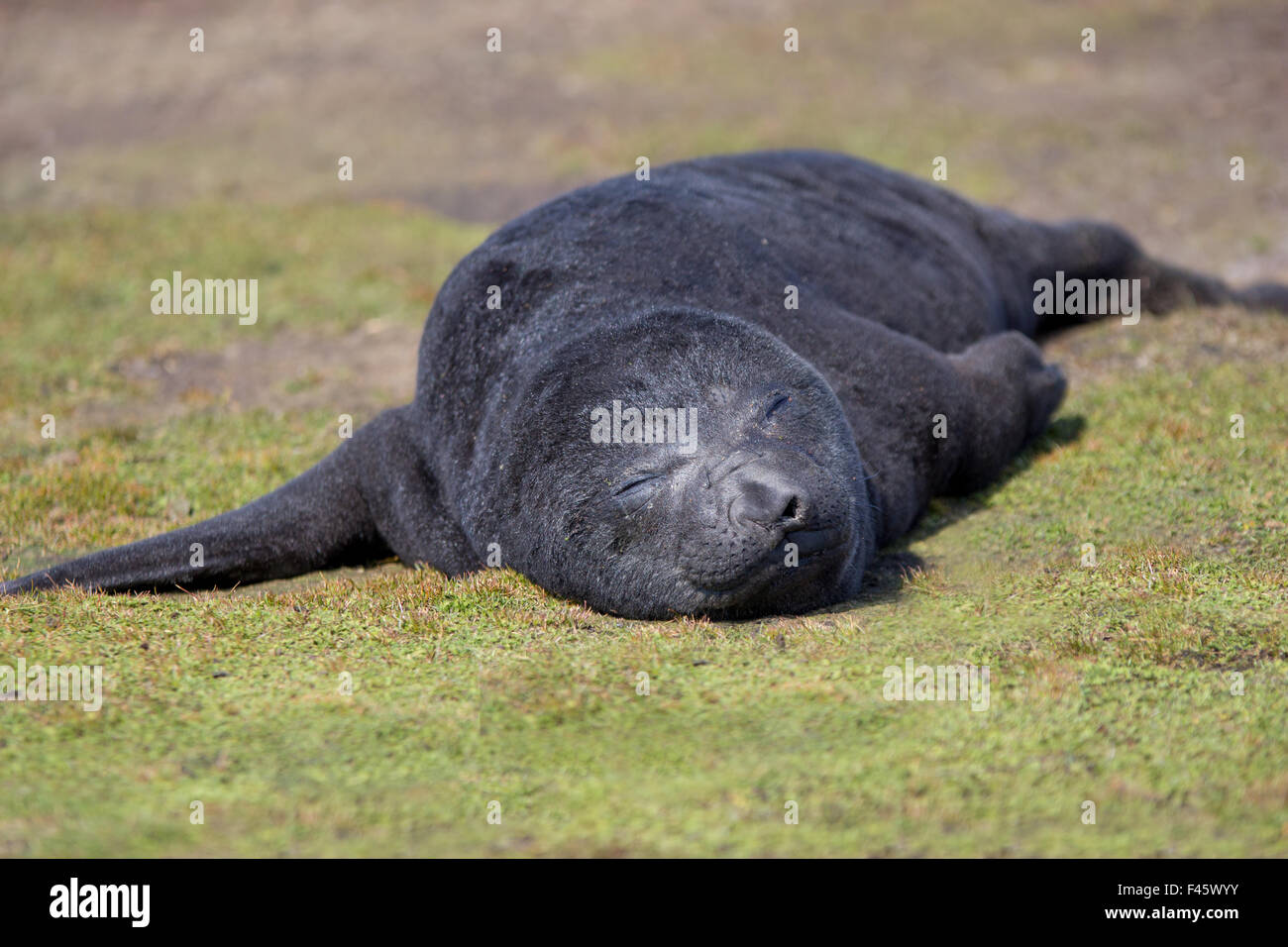 L'Éléphant de bébé phoque. Environ 1 semaine. C'est étendu dans colonie au point de baleines, îles Falkland. Banque D'Images