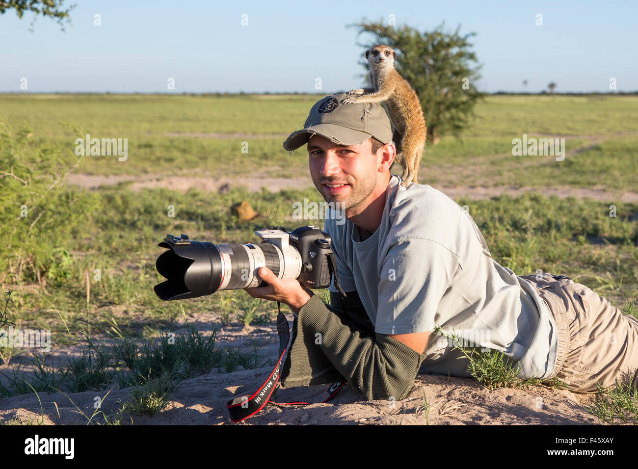 Meerkat (Suricata suricatta) à l'aide photographe Burrard-Lucas comme un poste de guet, Makgadikgadi Pans, au Botswana. Parution du modèle. Banque D'Images