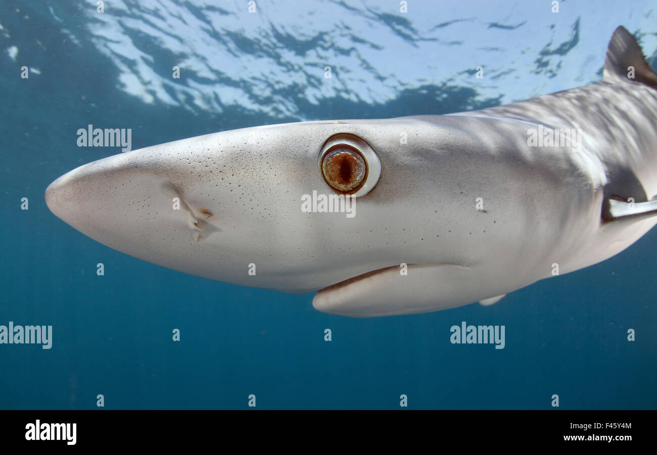Requin Bleu Banque d'image et photos Alamy