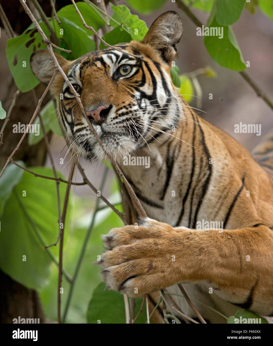 Tigre du Bengale (Panthera tigris tigris) femmes 'Noor T39' couvrant les tuer avec des feuilles pour le masquer. Le parc national de Ranthambore, en Inde. Banque D'Images