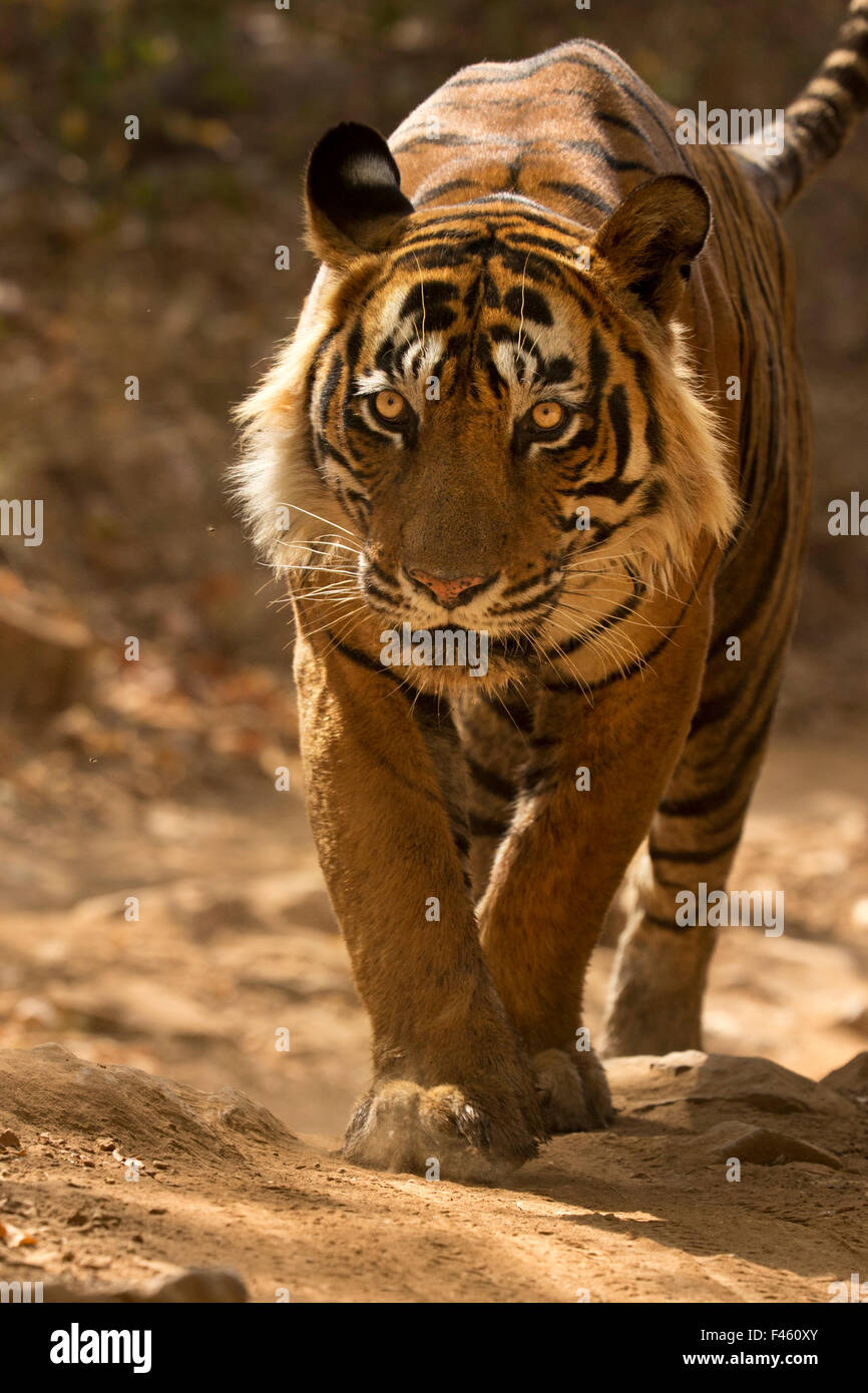 Tigre du Bengale (Panthera tigris tigris) mâle dominant Ustad 'T24' marche à pied. Le parc national de Ranthambore, en Inde. Banque D'Images