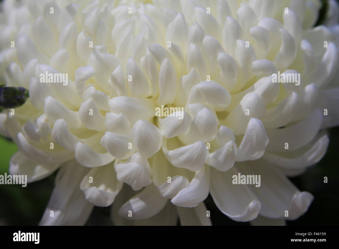 Fleur de chrysanthème blanc Banque D'Images
