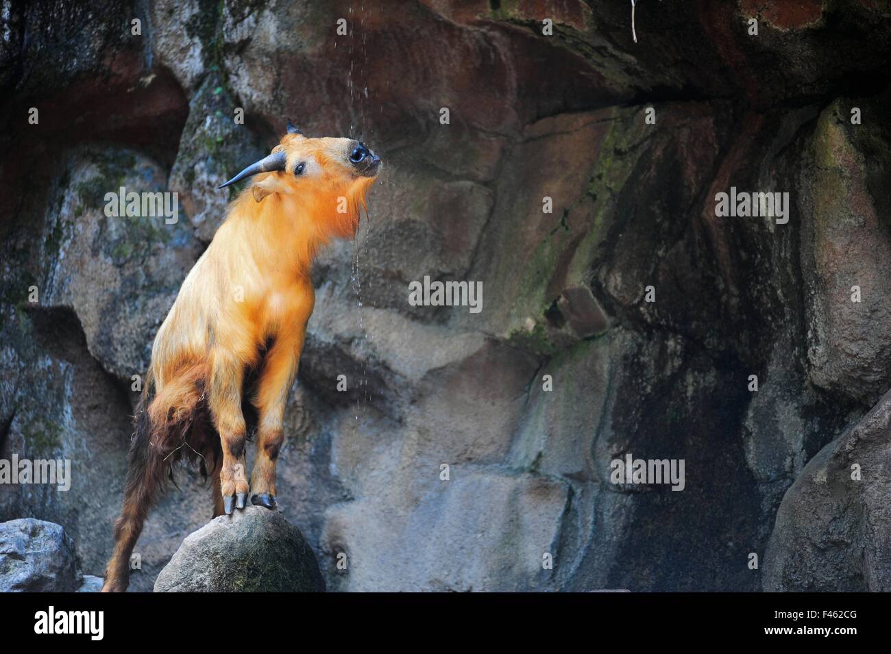 Golden Takin recevant relevant de l'eau froide sur une journée d'été Banque D'Images