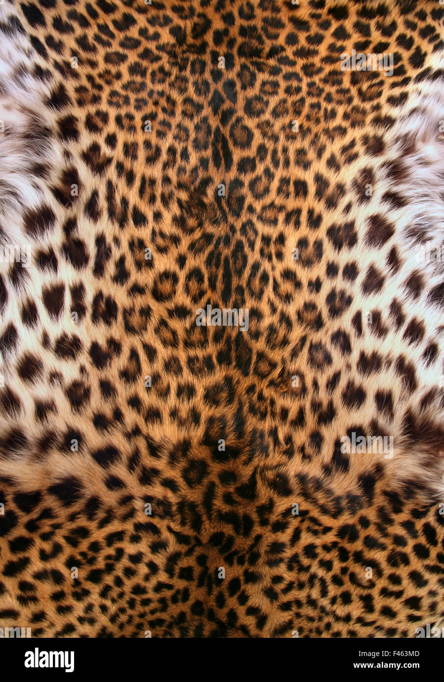La peau de Leopard Banque D'Images