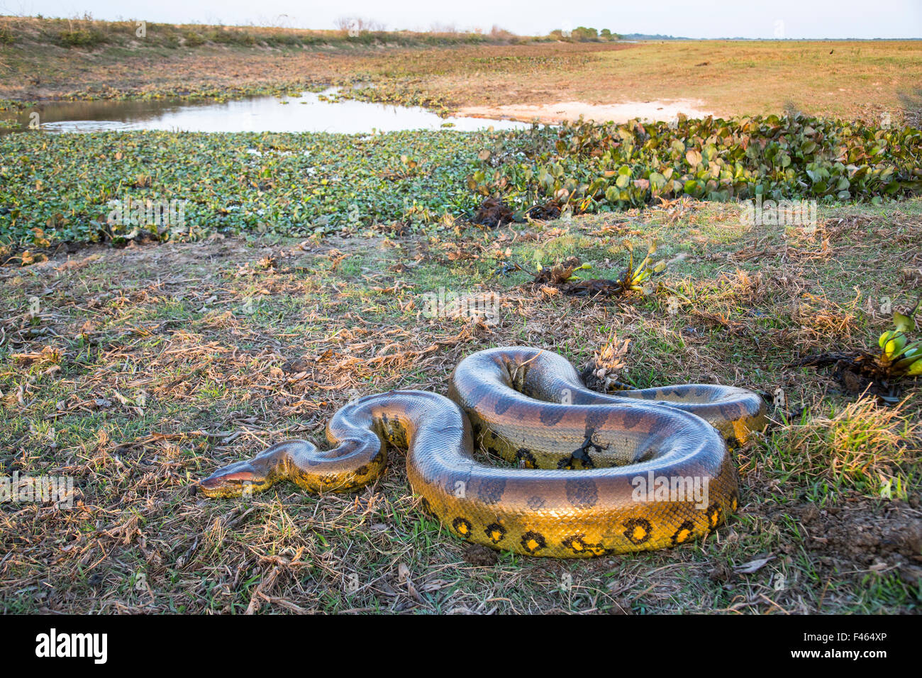 Anaconda Geant Banque D Image Et Photos Alamy