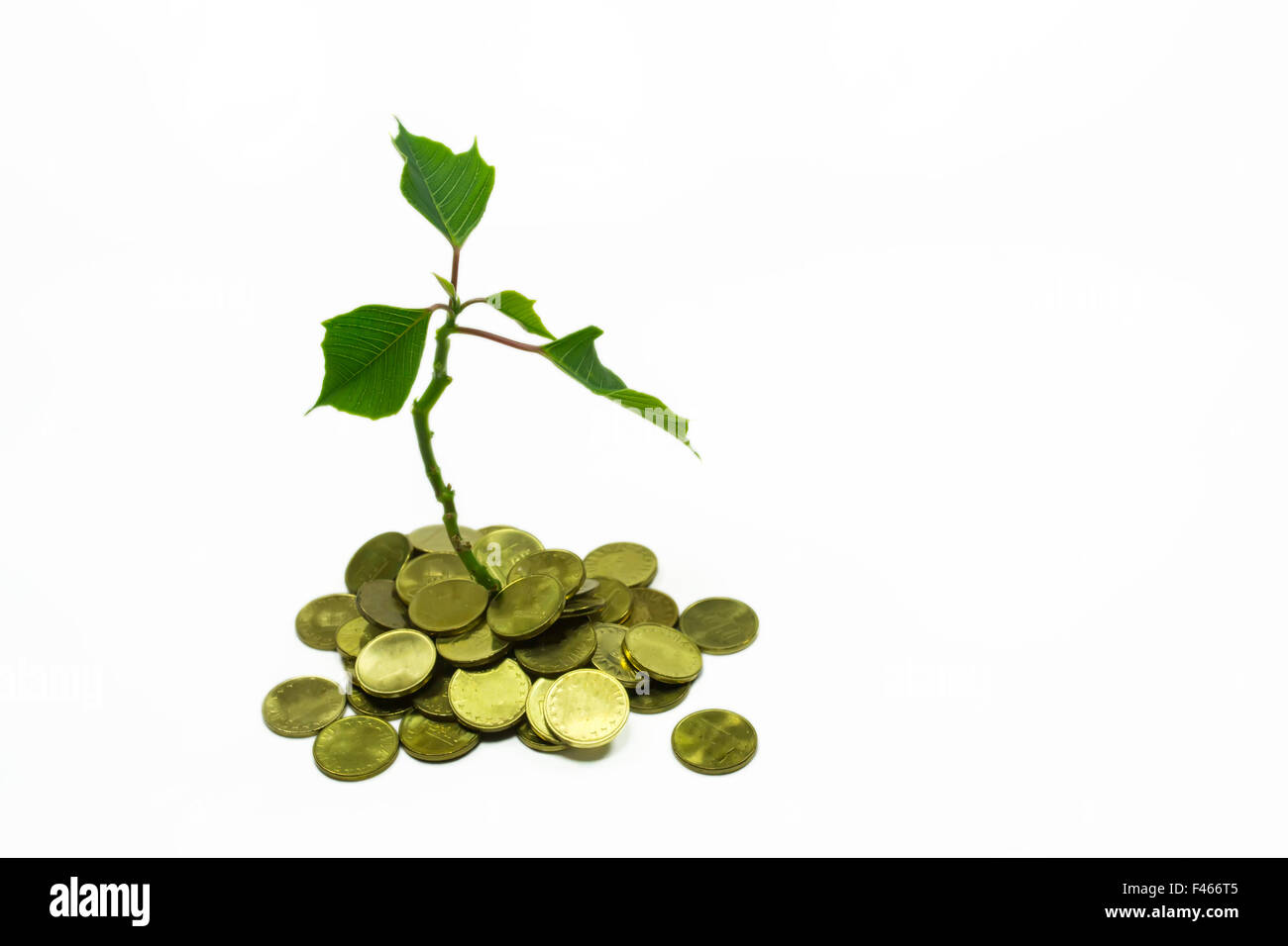 Petite plante verte , de plus en plus apparemment pile de pièces de monnaie , image conceptuelle sur la réussite financière et la croissance de l'entreprise Banque D'Images