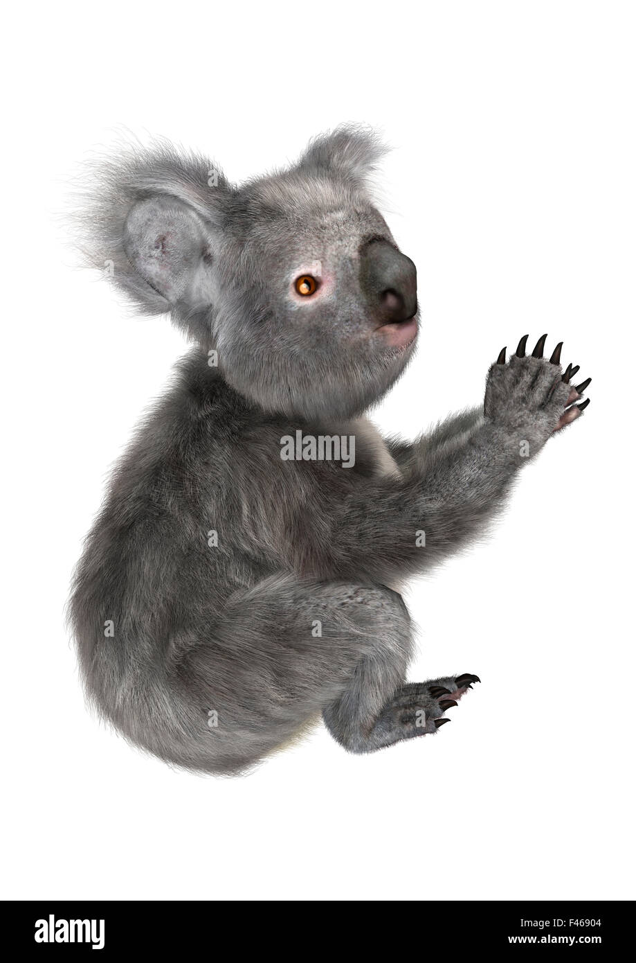 Numérique 3D render of a cute Australian koala isolé sur fond blanc Banque D'Images