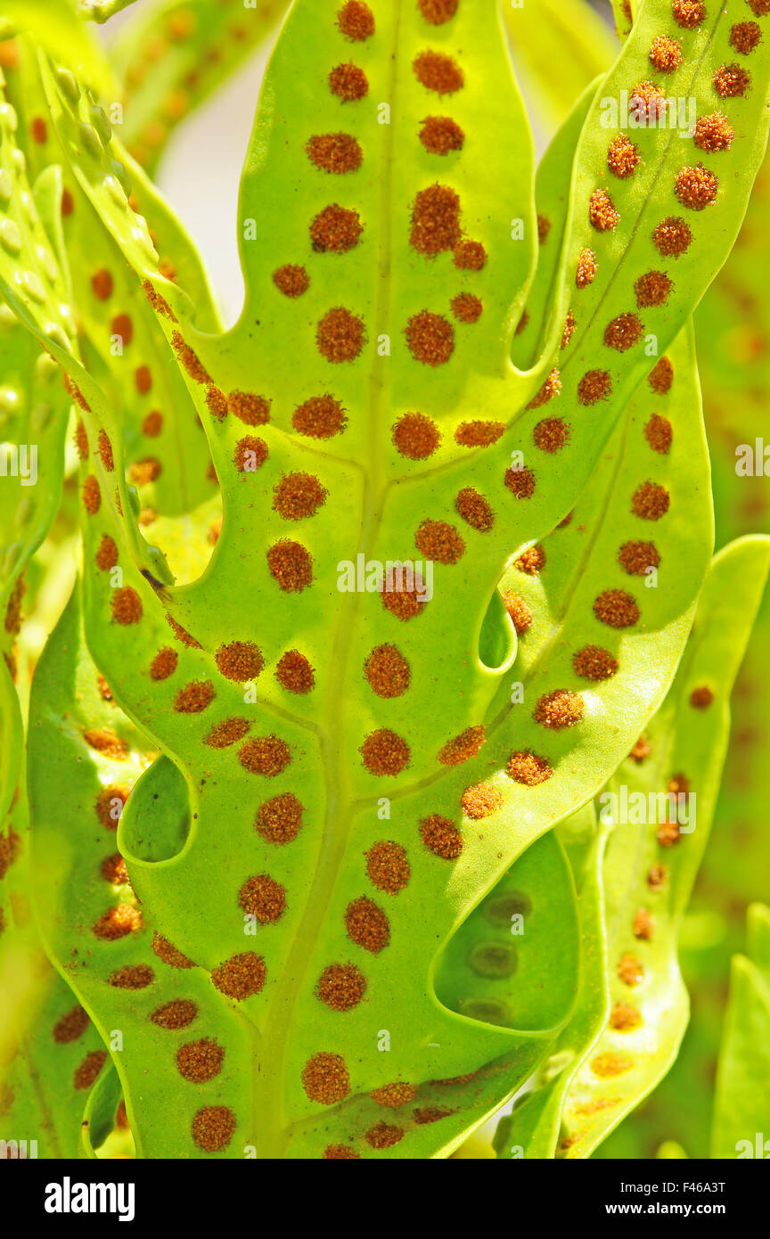 La chlorophylle est la molécule dans les feuilles qui utilise l'énergie de la lumière du soleil pour transformer l'eau et de gaz de dioxyde de carbone en sucre et d'oxygène Banque D'Images