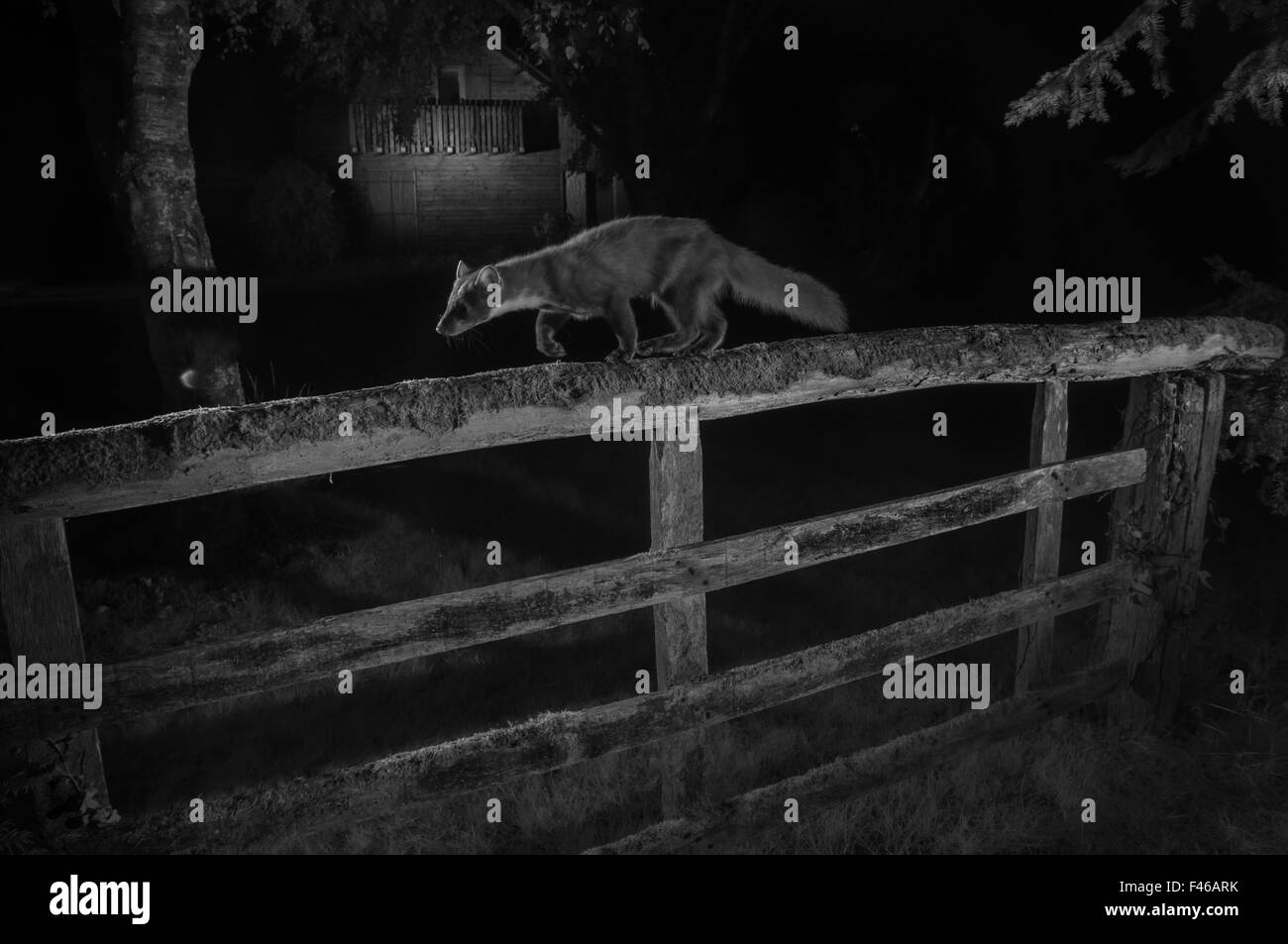 La martre (Martes martes) marcher le long jardin clôture. Prises de nuit avec caméra à distance à infra-rouge, piège France, mai. Banque D'Images