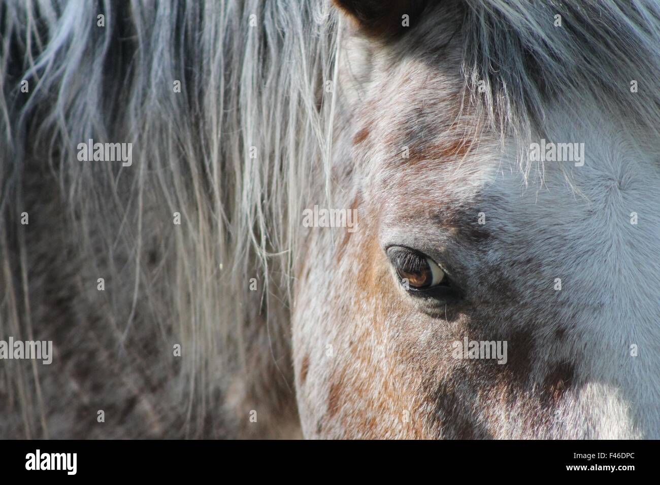 Yeux de cheval Banque D'Images