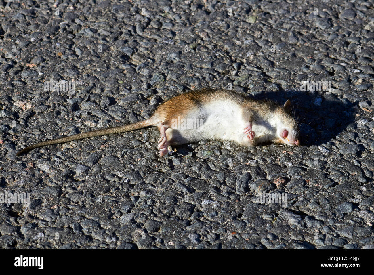 Dead rat brun sur route, Finlande Banque D'Images