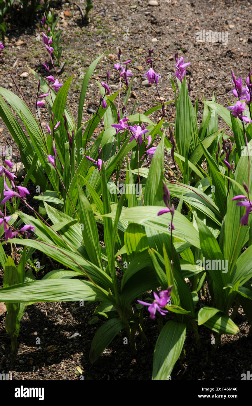 Orchidée de l’urne Banque D'Images