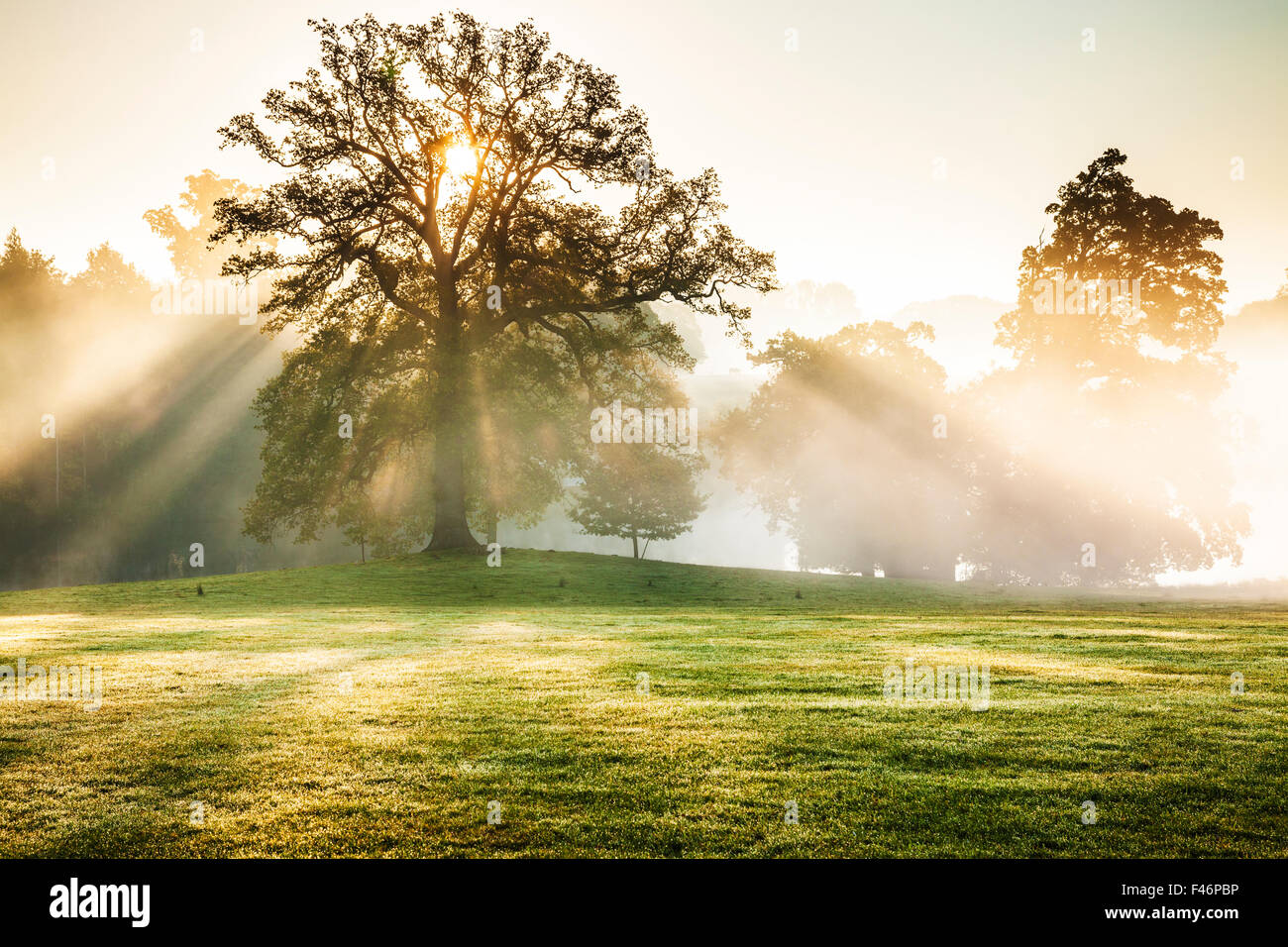 Le parc sur le Bowood Estate dans le Wiltshire en automne. Banque D'Images