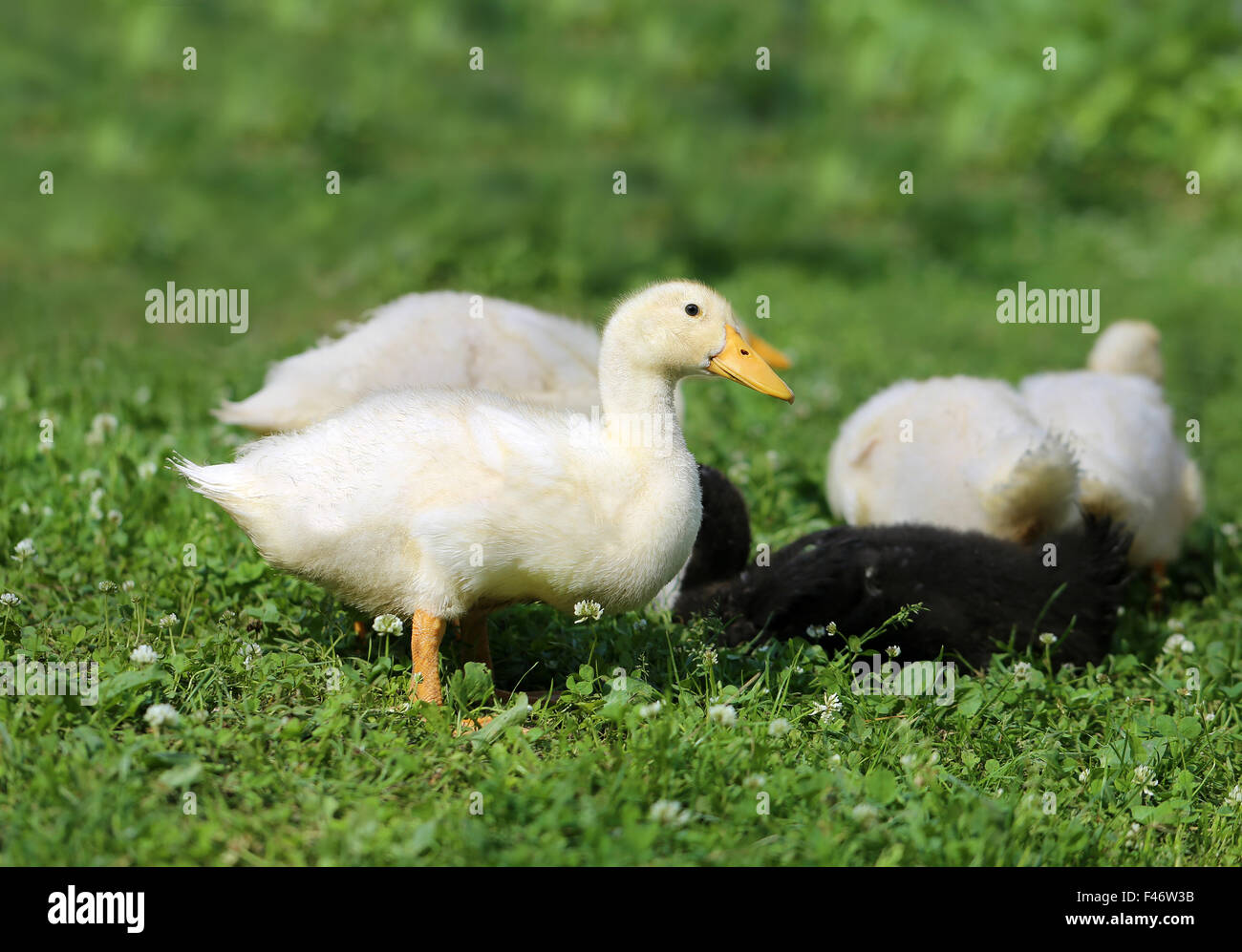 Beaux canards sur une ferme photographiés close up Banque D'Images