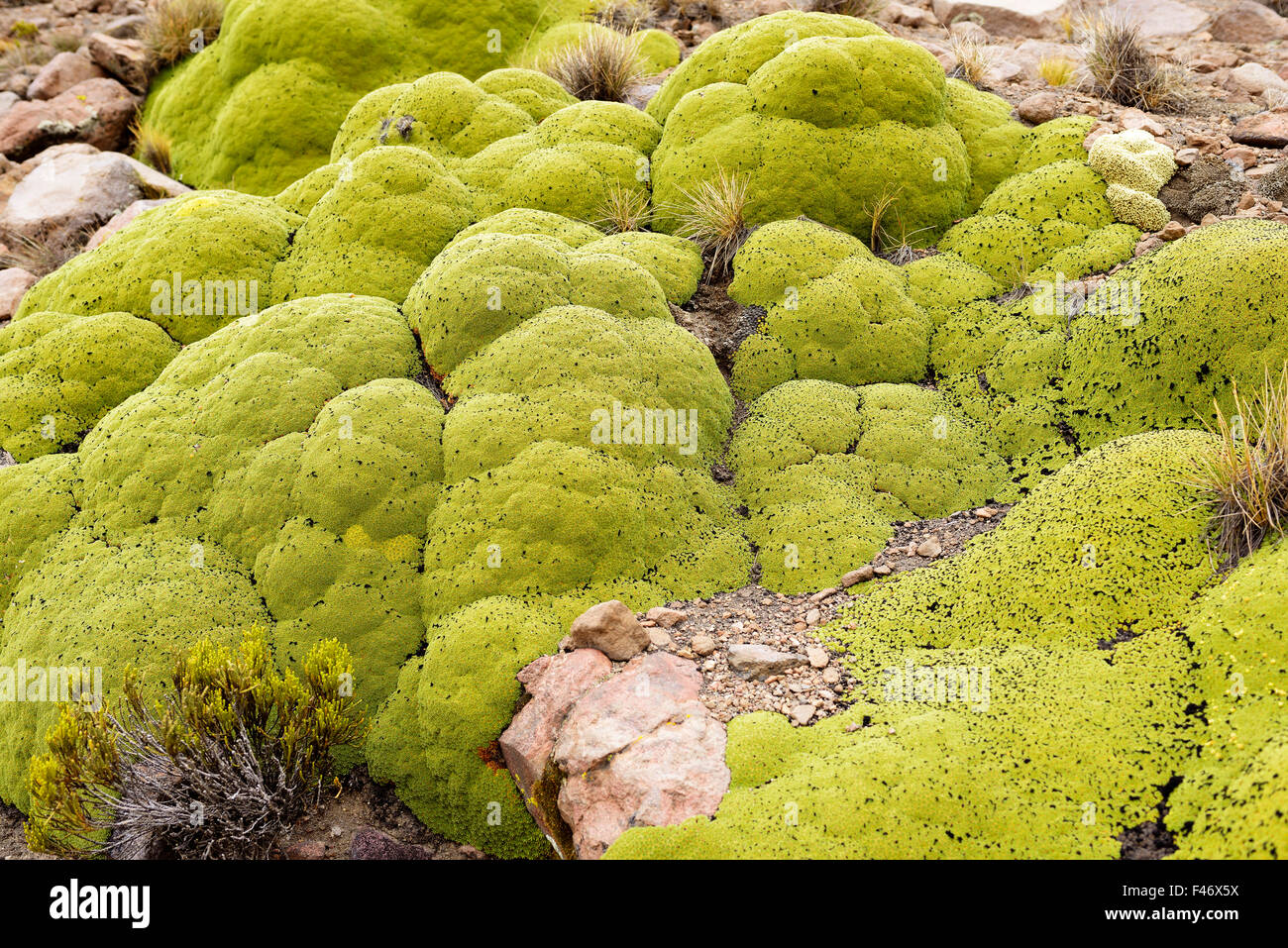 Yareta ou llaretta (Azorella compacta), plante coussin résineuse sur les pentes rocheuses, Altiplano, Bolivie Banque D'Images