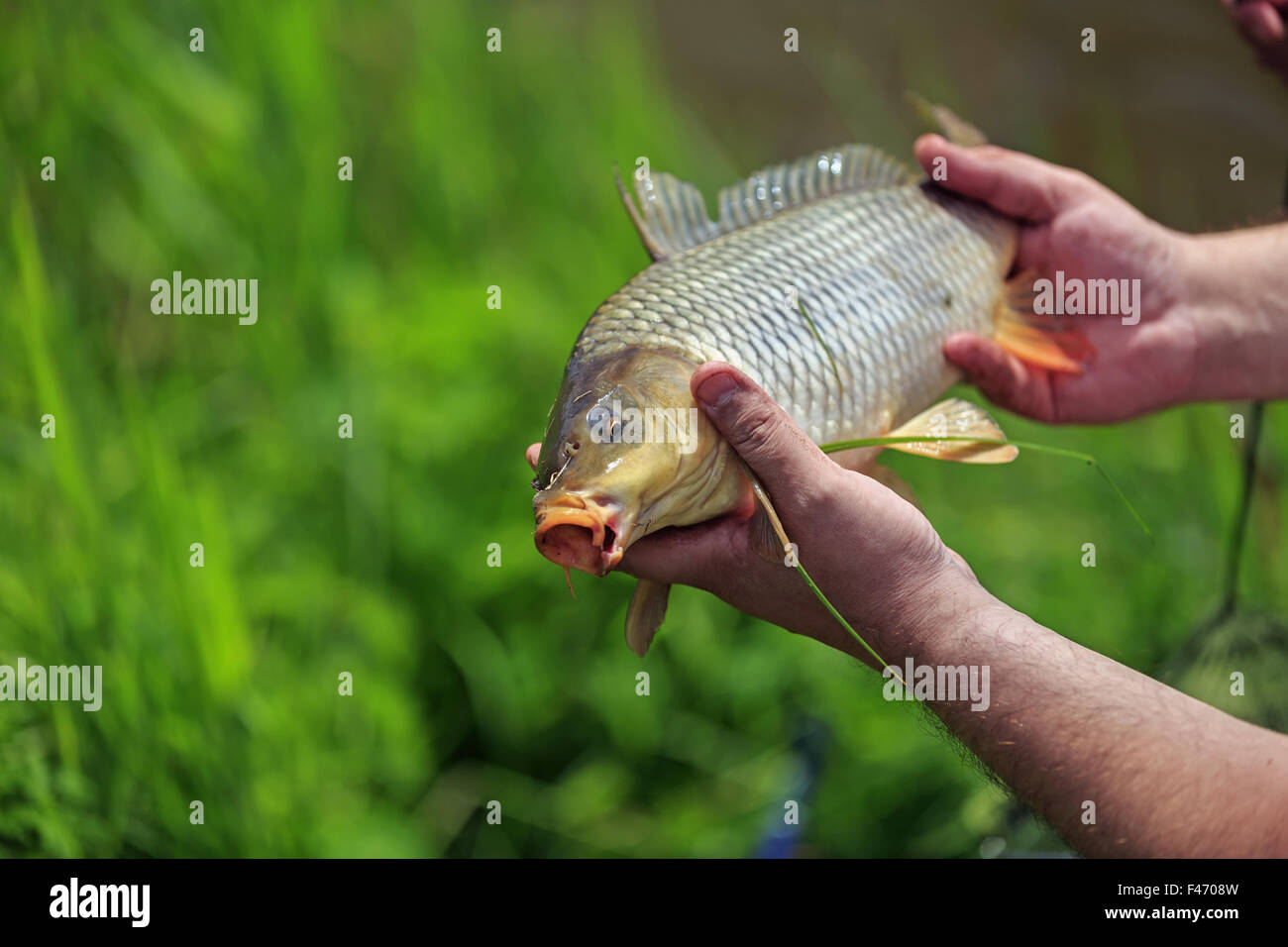 Poisson carpe dans les mains de plein air pêcheur Banque D'Images