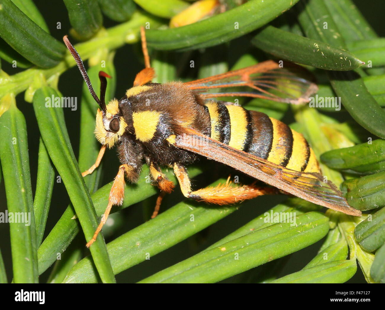 European Hornet moth ou Hornet (Sésie Sesia apiformis), une espèce d'active à l'instar d'un grand ou d'abeilles hornet Banque D'Images