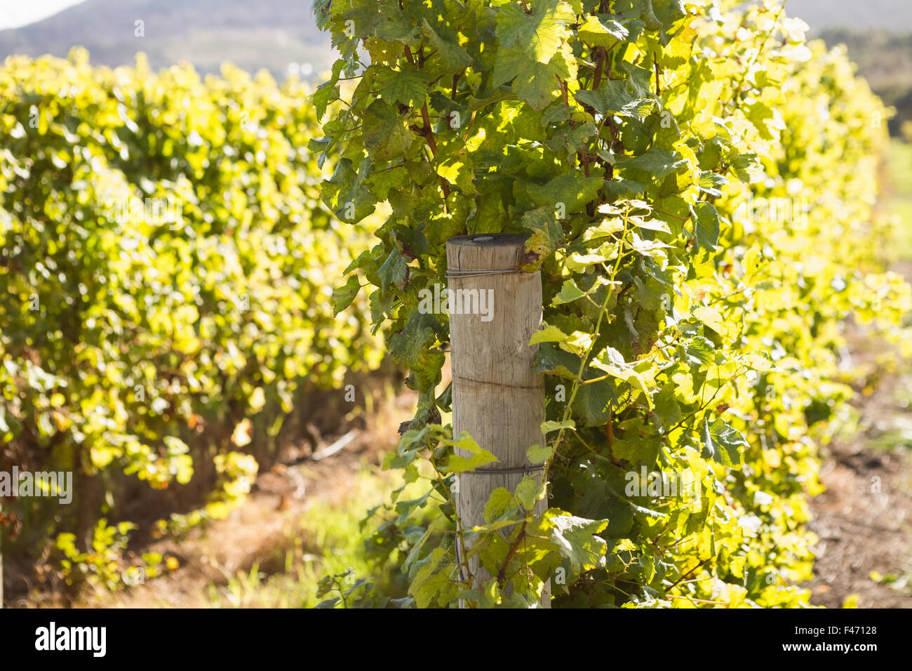 Vignes sur une journée ensoleillée Banque D'Images Vignes sur une journée ensoleillée Banque D'Images
