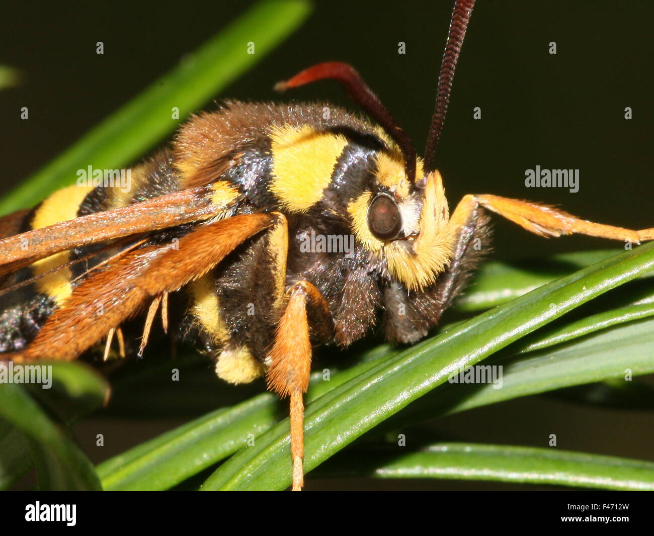 European Hornet moth ou Hornet (Sésie Sesia apiformis), une espèce d'active à l'instar d'un grand ou d'abeilles hornet Banque D'Images