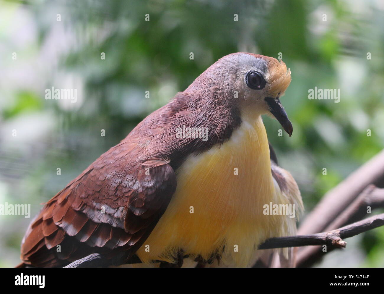 Cannelle moulue de Nouvelle-Guinée (dove Gallicolumba rufigula), alias Golden Heart pigeon ou colombe terrain à gorge rouge Banque D'Images