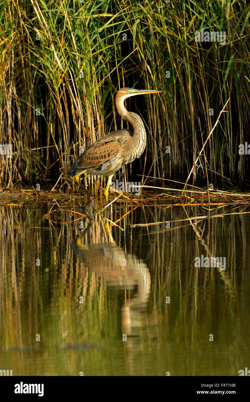 Héron pourpré (Ardea purpurea) debout à côté de roseaux, Canton de Neuchâtel, Suisse Banque D'Images