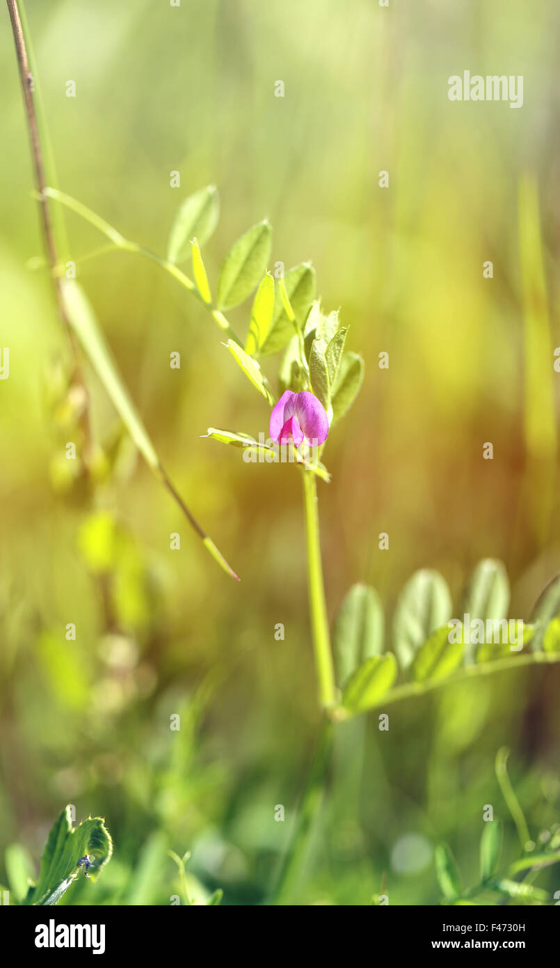 Belle fleur sauvage pois murin photographié close up Banque D'Images
