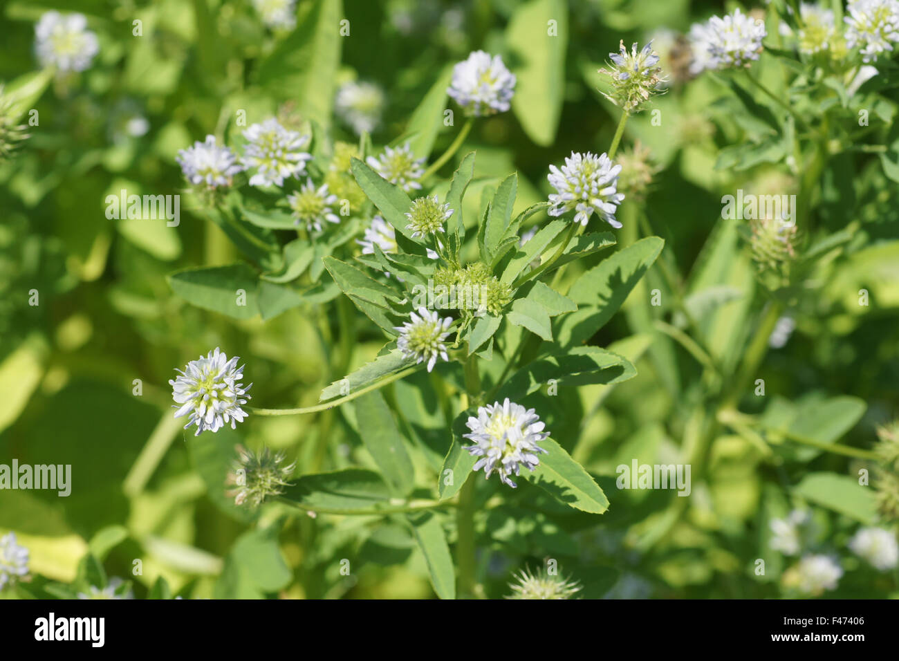 welche temperatur vertrgt olivenbaum Olea europea