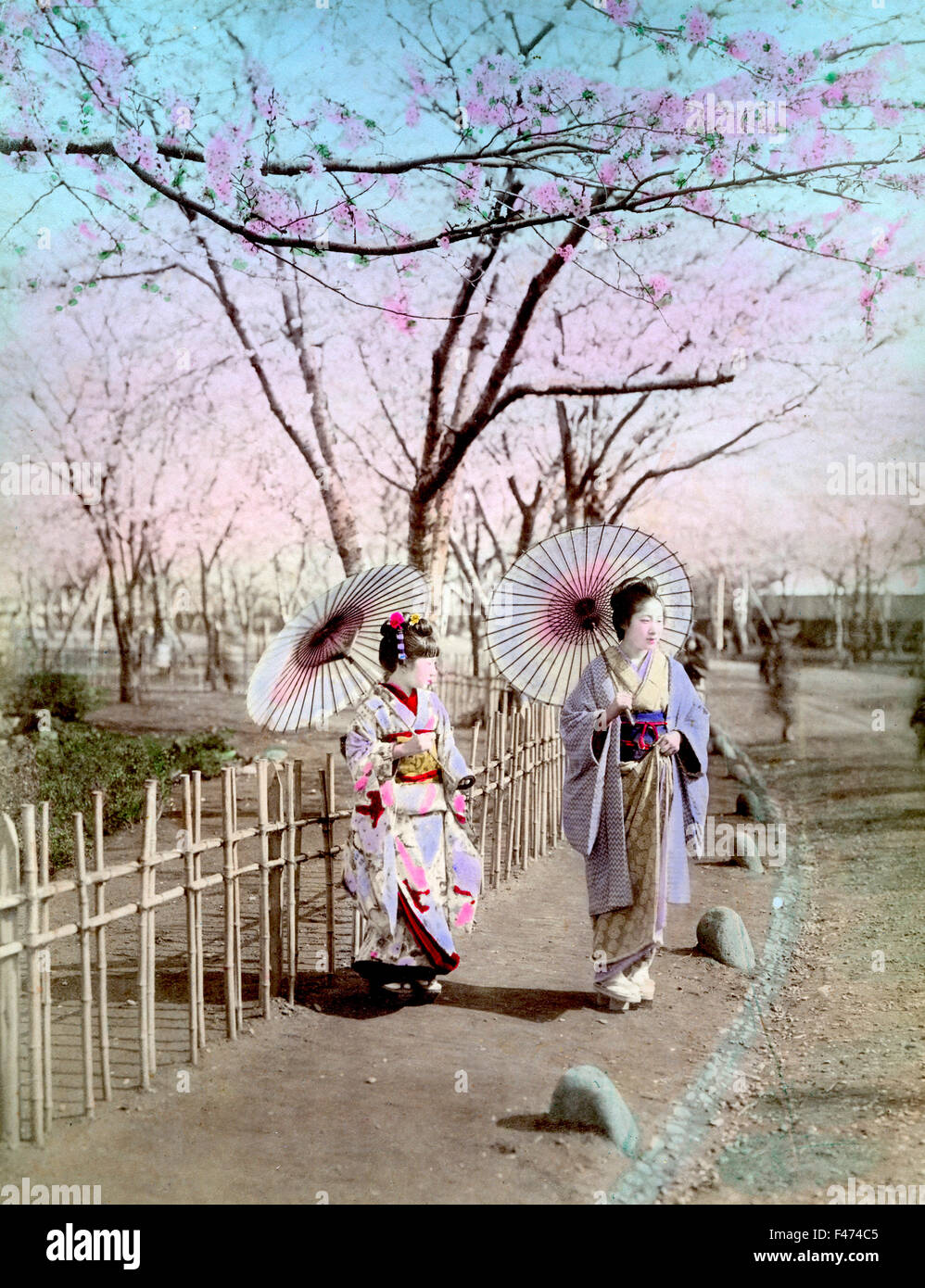 Deux geishas, ​​Cherry blossom, Japon Banque D'Images