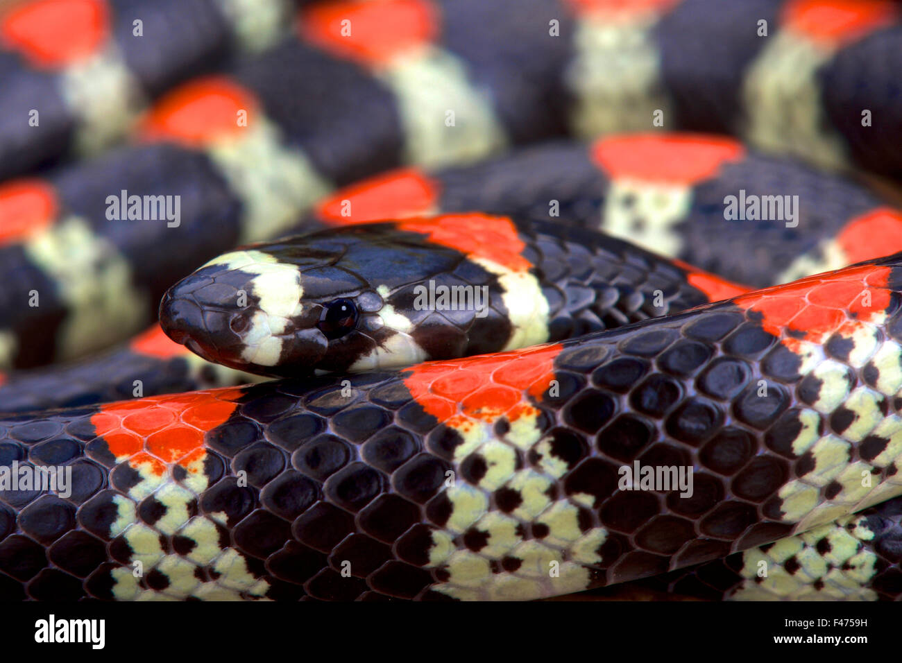 Black-banded snake manger centipede (Scolecophis atrocinctus) Banque D'Images