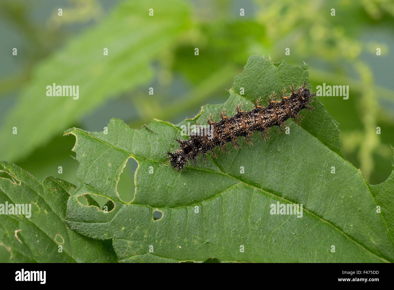 La carte butterfly, Caterpillar, Landkärtchen, Raupe, Landkärtchen-Falter, Araschnia levana, le Carte géographique Banque D'Images
