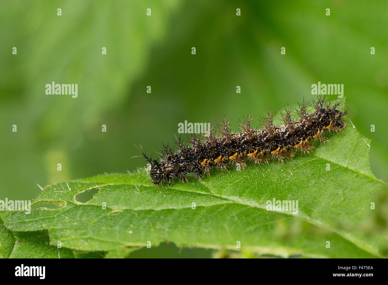 La carte butterfly, Caterpillar, Landkärtchen, Raupe, Landkärtchen-Falter, Araschnia levana, le Carte géographique Banque D'Images