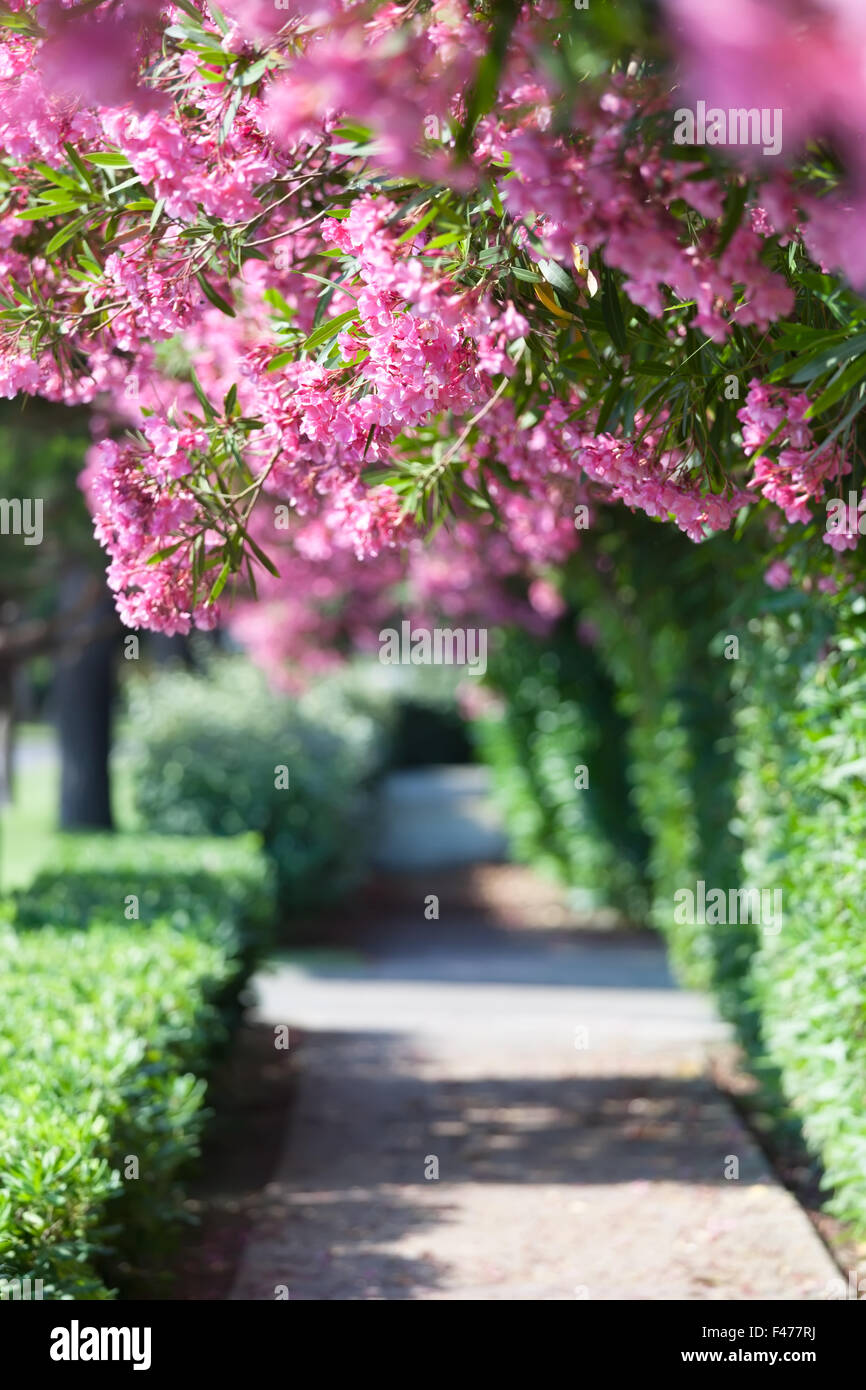 Les arbres à fleurs roses et rouges Banque D'Images