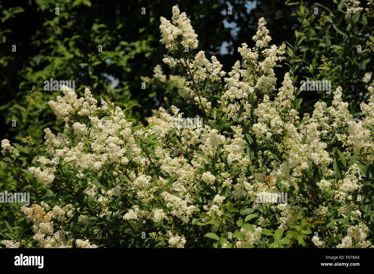 Privet Banque D'Images