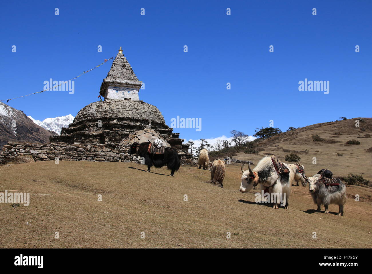 Troupeau de yaks transportant des marchandises et de stupa Banque D'Images