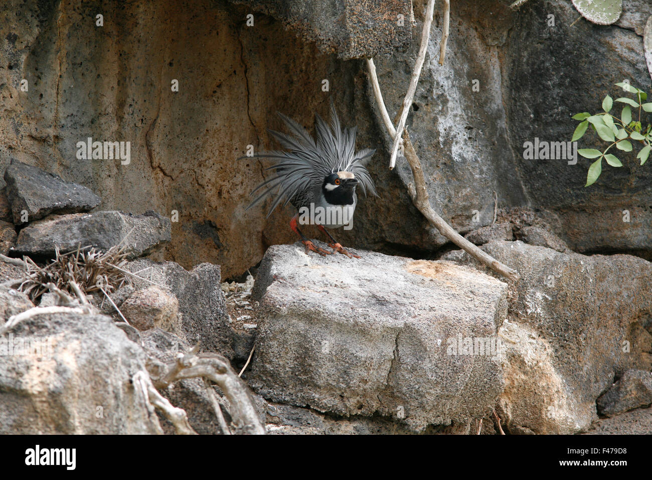Bihoreau gris-jaune, Galapagos. Banque D'Images