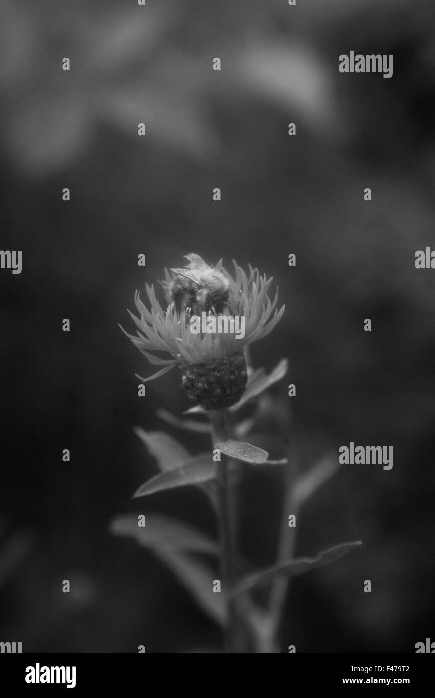 Un bourdon dans un bleuet, la Suède. Banque D'Images