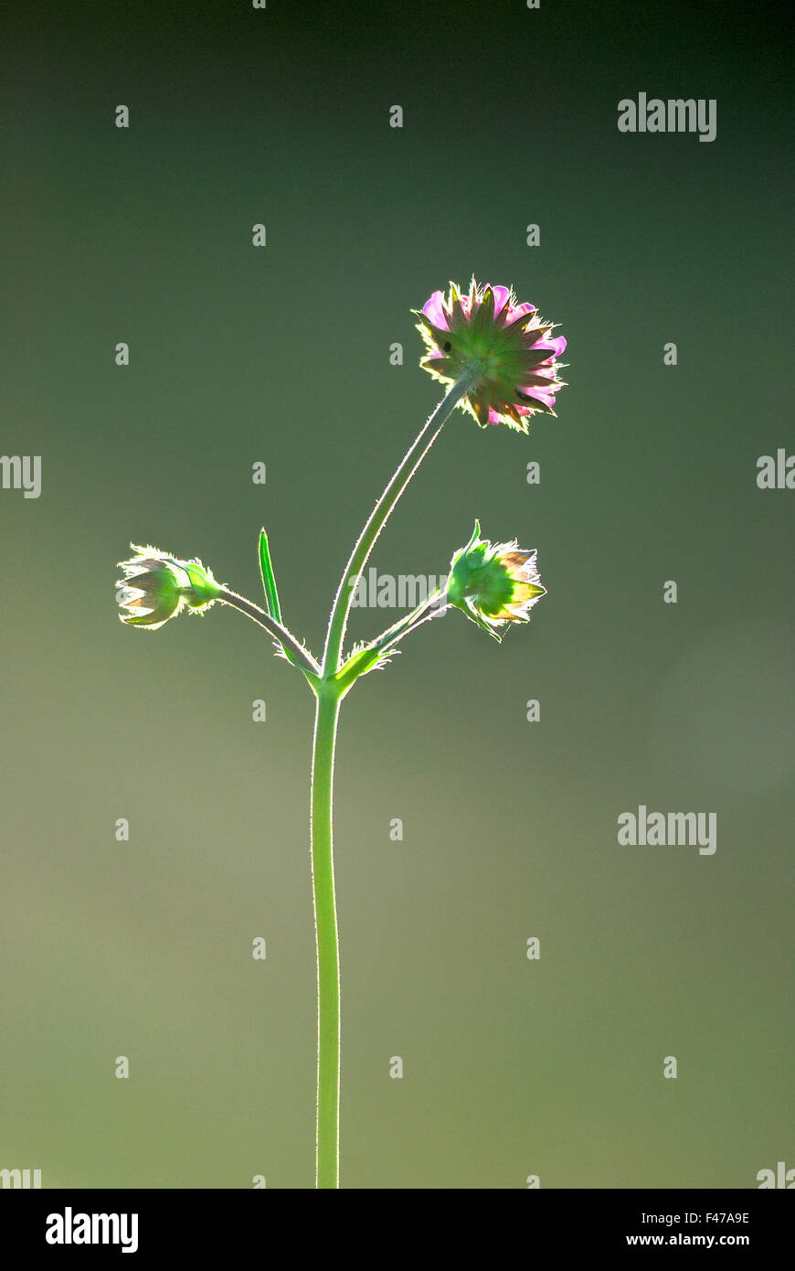 Diables-bit Scabious, Halland, Suède. Banque D'Images