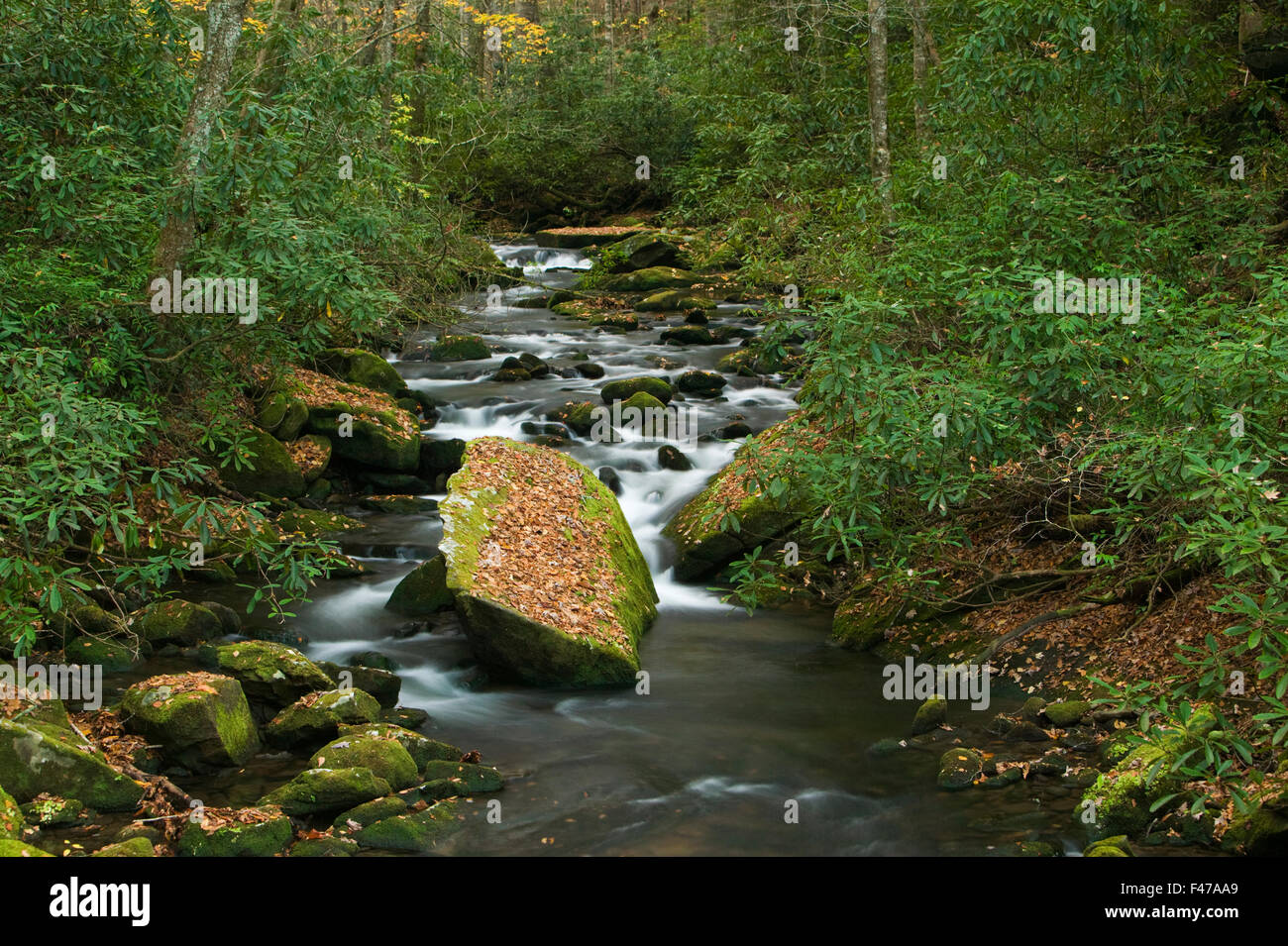 Dans d'eau, forêt primitive Wilderness Slickrock Joyce Kilmer, North Carolina, USA. Banque D'Images