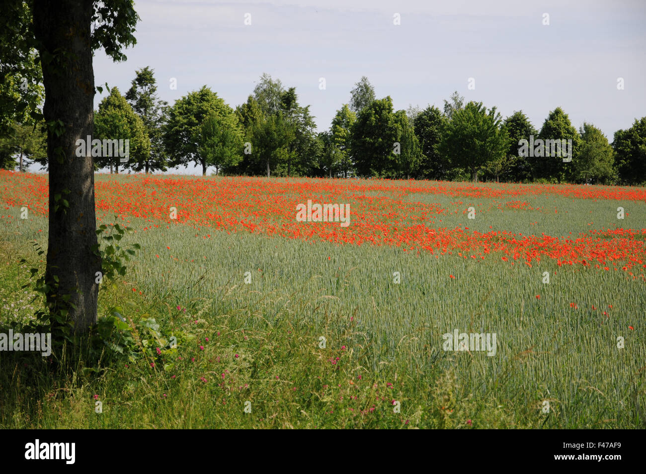 Blé Dinkel de coquelicots Banque D'Images