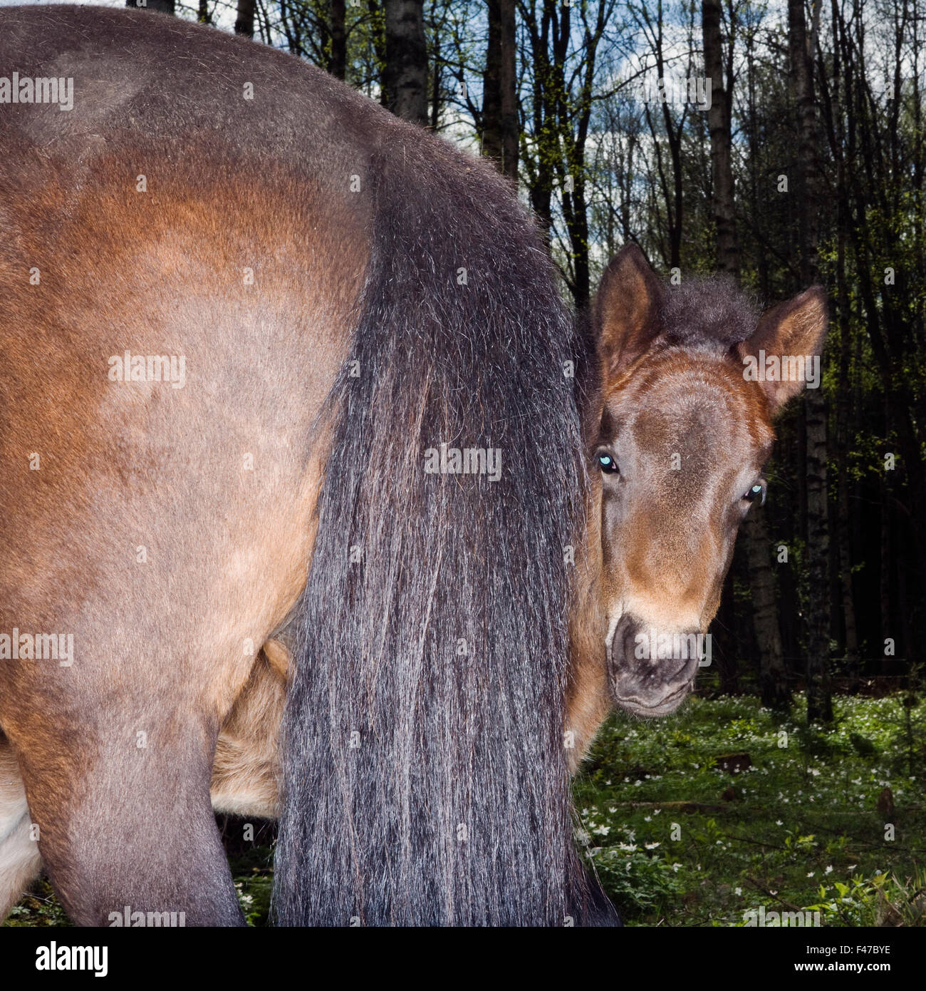 Un poulain derrière sa mère, la Suède. Banque D'Images