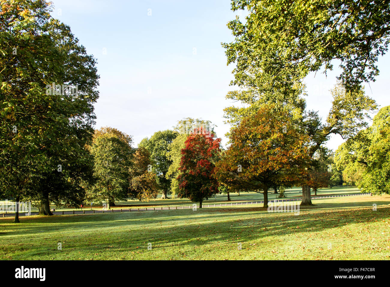 Tayside, Dundee, Écosse, Royaume-Uni, 15 octobre 2015. Météo France : un matin d'automne froid et frosty sunshine à Camperdown Country Park casting de longues ombres profondes. Les arbres se tourner vers leurs couleurs automnales car ils commencent à se libérer de leurs feuilles. Quelques parcelles d'épais brouillard verglaçant qui balaie le paysage Dundee avec des températures qui atteignent au moins 6°C. © Dundee Photographics / Alamy Live News. Banque D'Images