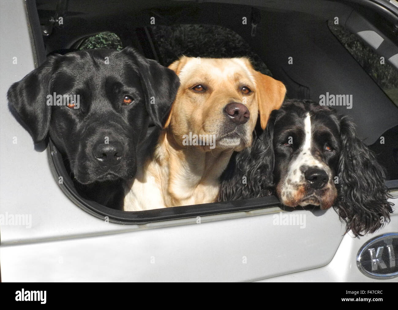 Trois chiens dans coffre de voiture alerte springer spaniel labrador heureux Banque D'Images