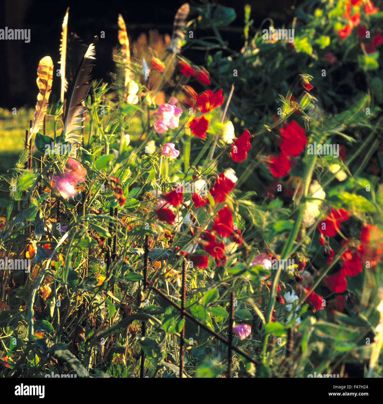 Aweet à pois, le jardin de la Suède. Banque D'Images