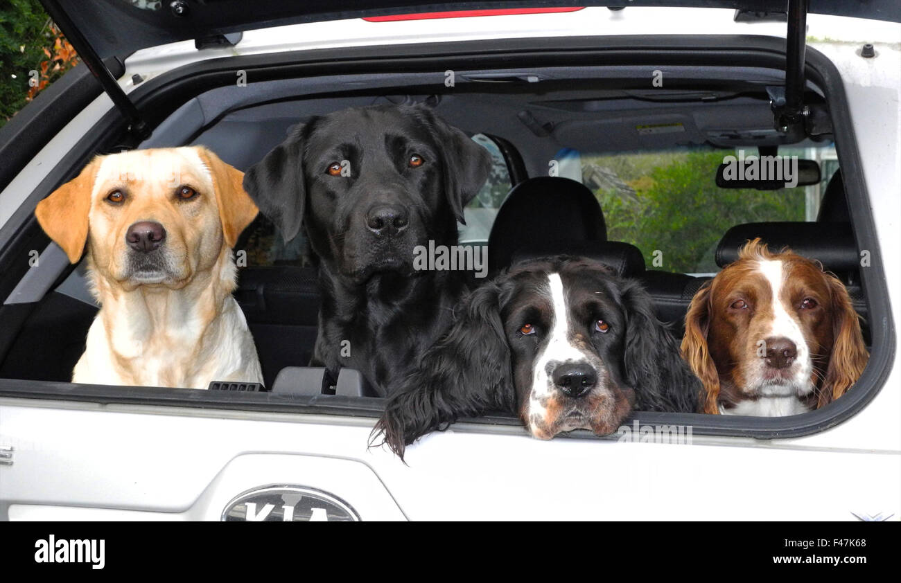 Deux chiens labrador jaune et noir dans coffre de voiture de sécurité avec alerte deux Springer Spaniels. Quatre chiens - un bootfull ! Banque D'Images