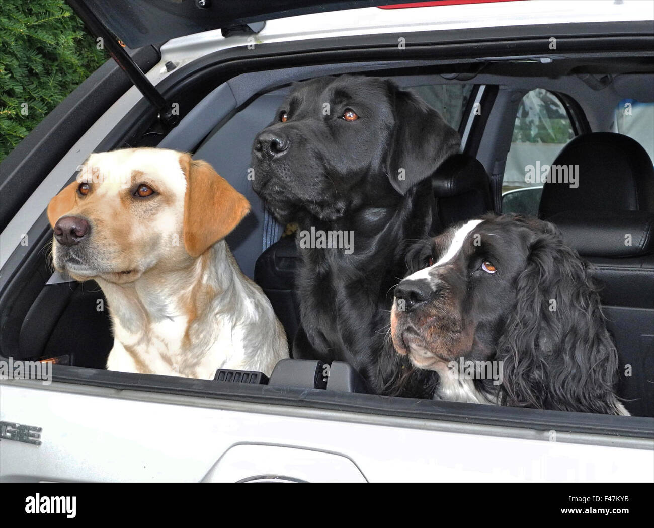 Trois chiens dans coffre de voiture alerte springer spaniel labrador heureux Banque D'Images