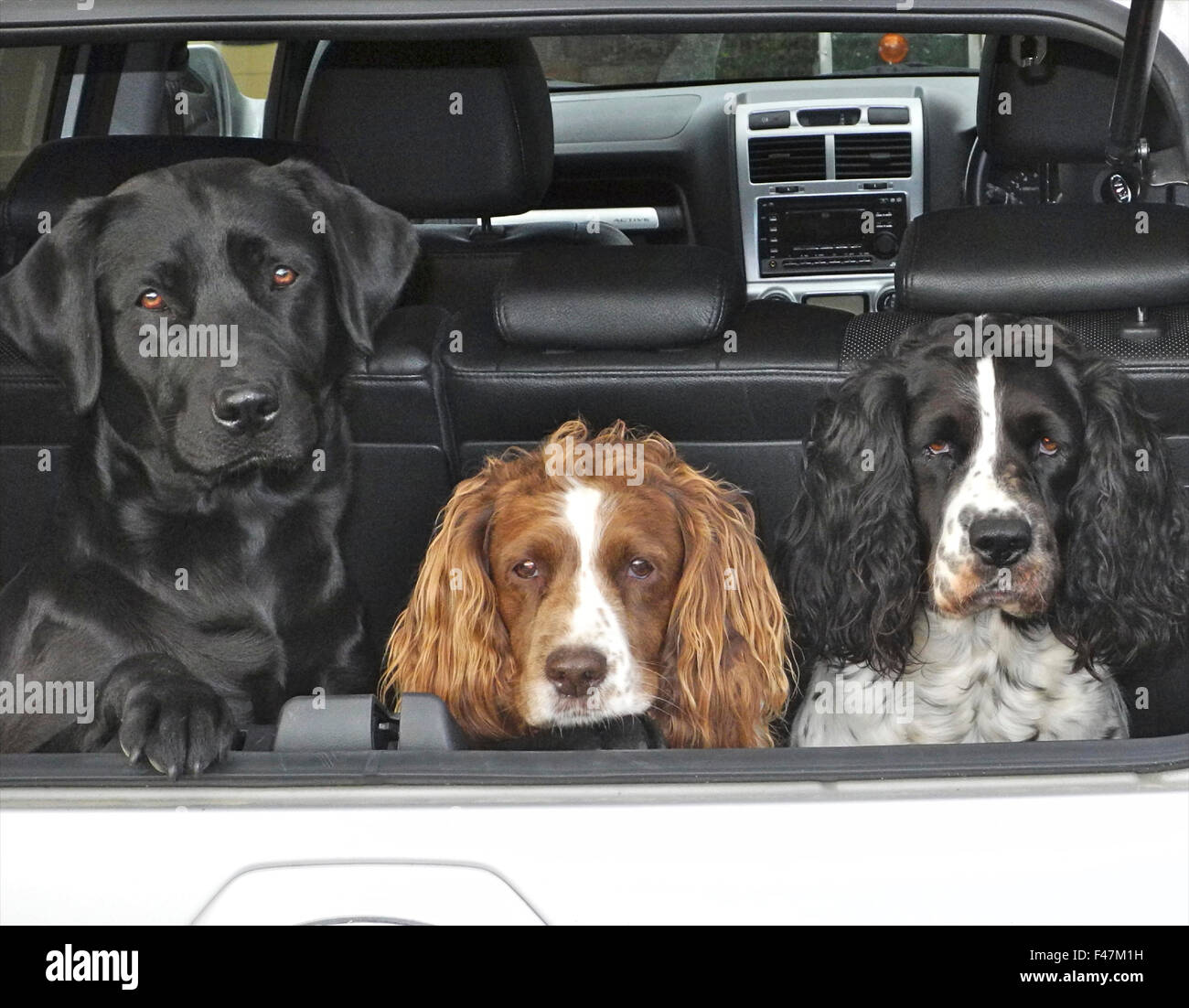 Trois chiens dans coffre de voiture professionnels alert labrador Springer Spaniels Banque D'Images