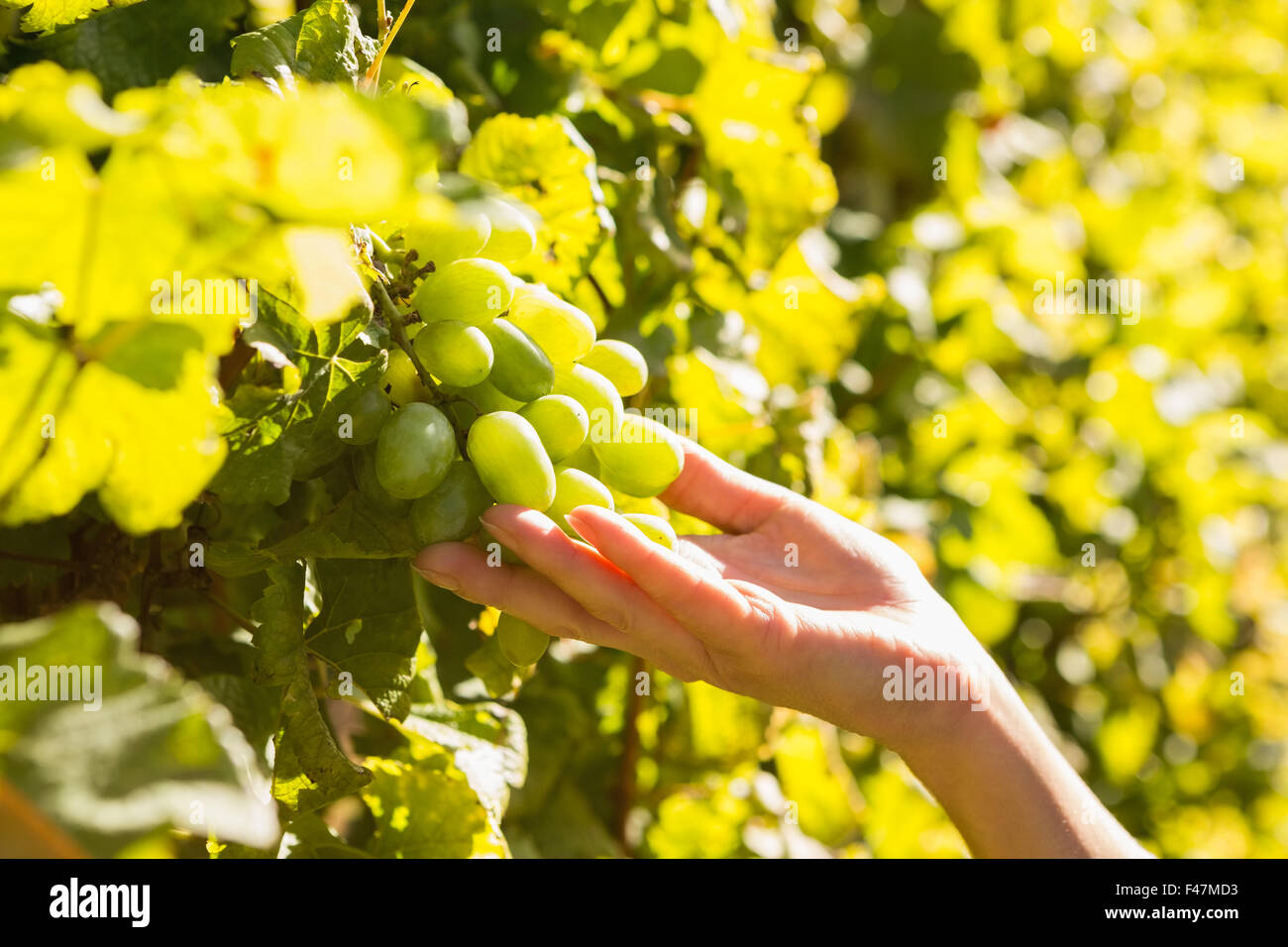 Vigneron holding bunch of grapes Banque D'Images Vigneron holding bunch of grapes Banque D'Images