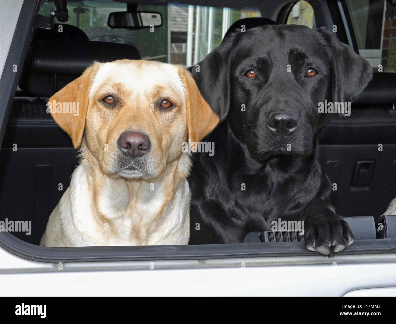 Deux chiens labrador jaune et noir dans coffre de voiture garde d'alerte Banque D'Images