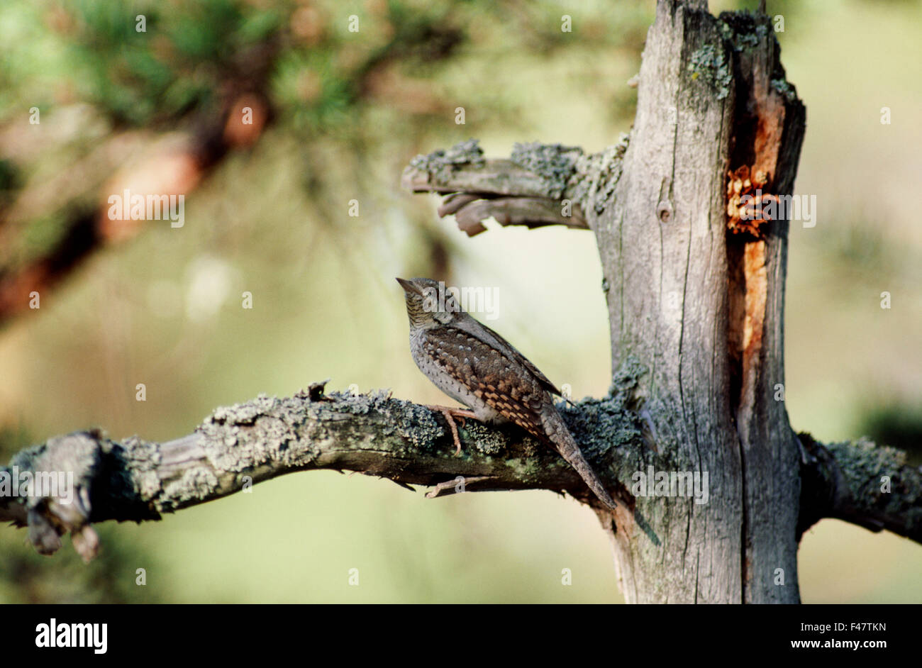 Un fourmilier sur une branche, en Finlande. Banque D'Images