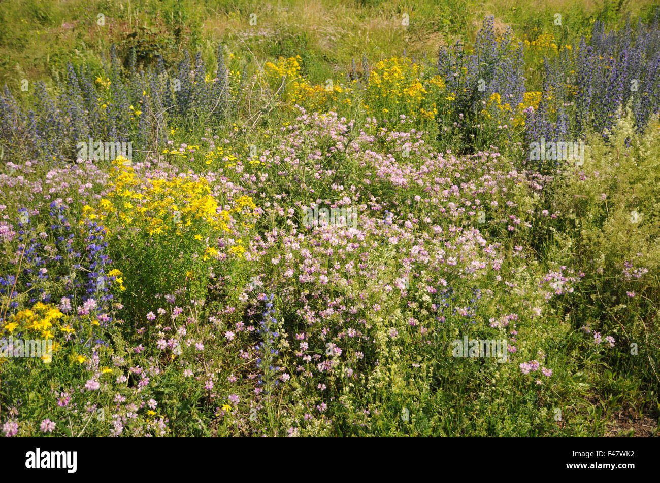 Vesce de couronne Banque D'Images